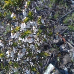 Styphelia fletcheri subsp. brevisepala (Twin Flower Beard-Heath) at Farrer Ridge - 16 Sep 2014 by galah681