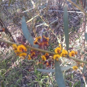 Daviesia mimosoides at Farrer Ridge - 17 Sep 2014 08:34 AM