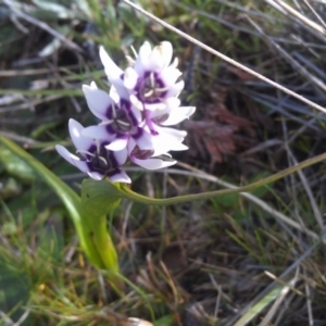 Wurmbea dioica subsp. dioica at Farrer Ridge - 17 Sep 2014