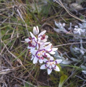 Wurmbea dioica subsp. dioica at Farrer Ridge - 17 Sep 2014