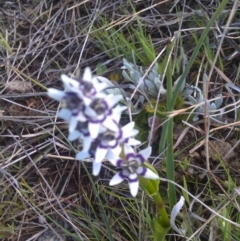 Wurmbea dioica subsp. dioica at Farrer Ridge - 17 Sep 2014