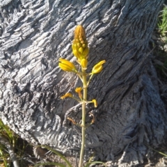 Bulbine bulbosa (Golden Lily, Bulbine Lily) at Farrer Ridge - 16 Sep 2014 by galah681