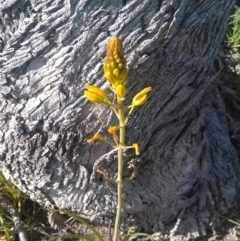 Bulbine bulbosa (Golden Lily) at Farrer Ridge - 16 Sep 2014 by galah681