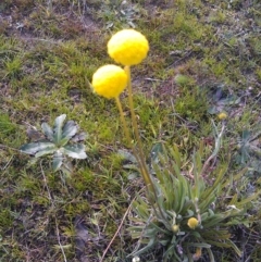 Craspedia variabilis (Common Billy Buttons) at Farrer Ridge - 16 Sep 2014 by galah681