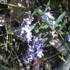 Hovea heterophylla (Common Hovea) at Farrer Ridge - 16 Sep 2014 by galah681