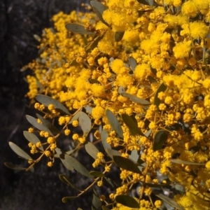 Acacia buxifolia subsp. buxifolia at Farrer Ridge - 17 Sep 2014 09:00 AM