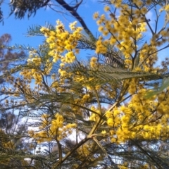 Acacia decurrens (Green Wattle) at Farrer Ridge - 17 Sep 2014 by galah681