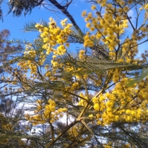 Acacia decurrens at Farrer Ridge - 17 Sep 2014