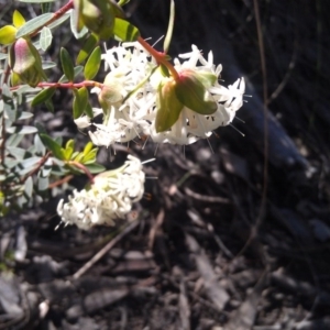 Pimelea linifolia at Farrer Ridge - 17 Sep 2014 09:04 AM