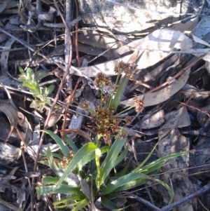 Luzula densiflora at Farrer Ridge - 17 Sep 2014