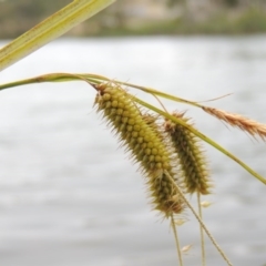 Carex fascicularis (Tassel Sedge) at Bonython, ACT - 13 Dec 2015 by michaelb