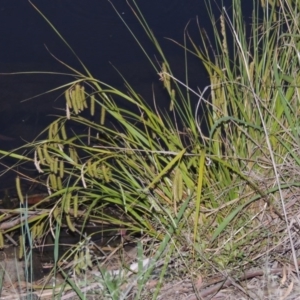 Carex fascicularis at Bonython, ACT - 13 Dec 2015