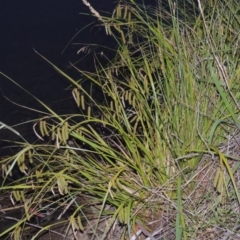 Carex fascicularis at Bonython, ACT - 13 Dec 2015 06:40 PM