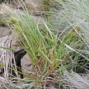 Carex fascicularis at Bonython, ACT - 13 Dec 2015