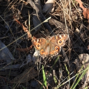 Junonia villida at Jerrabomberra, ACT - 13 Jan 2016 07:45 AM