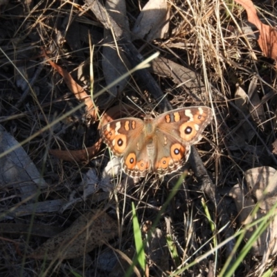 Junonia villida (Meadow Argus) at Jerrabomberra, ACT - 13 Jan 2016 by ArcherCallaway