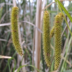 Carex fascicularis (Tassel Sedge) at Stranger Pond - 13 Dec 2015 by michaelb