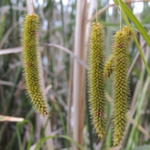 Carex fascicularis at Bonython, ACT - 13 Dec 2015