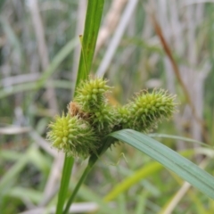 Carex fascicularis at Bonython, ACT - 13 Dec 2015