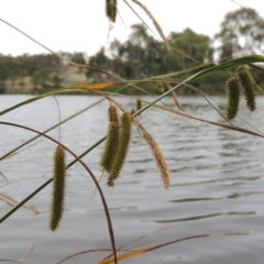 Carex fascicularis at Bonython, ACT - 13 Dec 2015