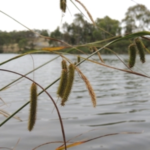 Carex fascicularis at Bonython, ACT - 13 Dec 2015 06:27 PM