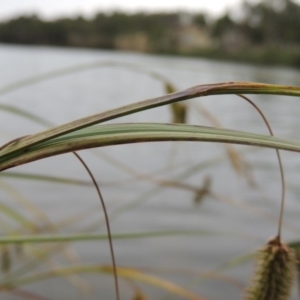 Carex fascicularis at Bonython, ACT - 13 Dec 2015