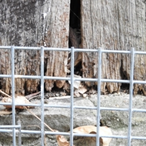 Christinus marmoratus at Fadden, ACT - 14 Jan 2016 12:29 PM