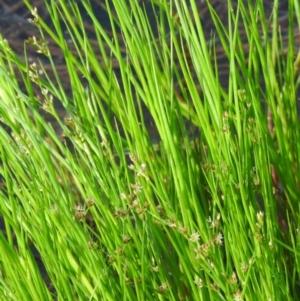 Juncus articulatus subsp. articulatus at Gilmore, ACT - 14 Jan 2016