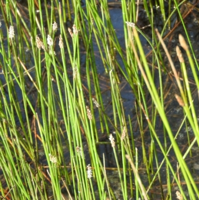 Eleocharis sp. (Spike-rush) at Gilmore, ACT - 13 Jan 2016 by RyuCallaway