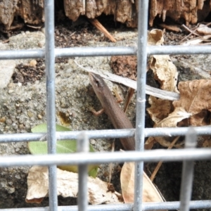 Saproscincus mustelinus at Fadden, ACT - 14 Jan 2016 12:33 PM