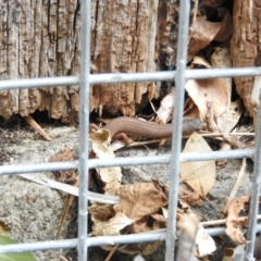 Saproscincus mustelinus at Fadden, ACT - 14 Jan 2016 12:33 PM