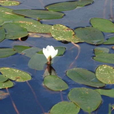 Ottelia ovalifolia subsp. ovalifolia (Swamp Lily) at Gilmore, ACT - 14 Jan 2016 by ArcherCallaway