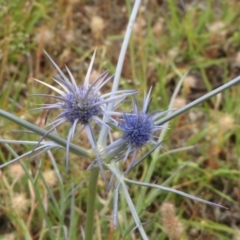 Eryngium ovinum (Blue Devil) at Dunlop, ACT - 26 Jan 2015 by pinnaCLE