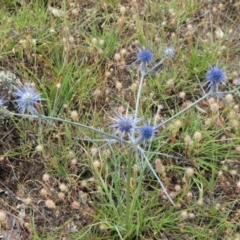 Eryngium ovinum at Dunlop, ACT - 26 Jan 2015 12:00 AM