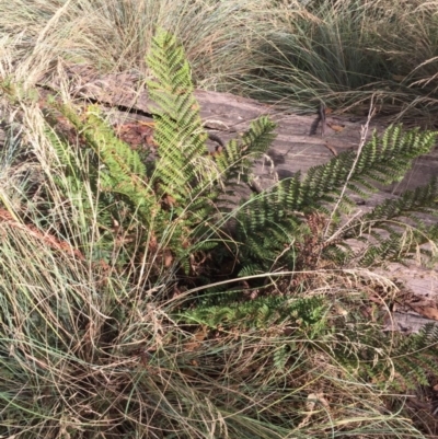 Polystichum proliferum (Mother Shield Fern) at Mount Clear, ACT - 14 Jan 2016 by jackfrench
