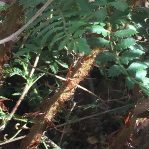 Polystichum proliferum at Mount Clear, ACT - 14 Jan 2016