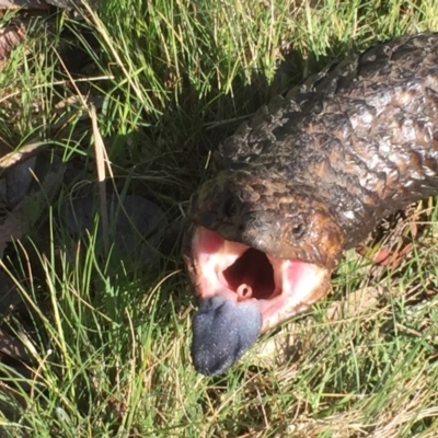 Tiliqua rugosa (Shingleback Lizard) at Gungahlin, ACT - 14 Jan 2016 by jackfrench