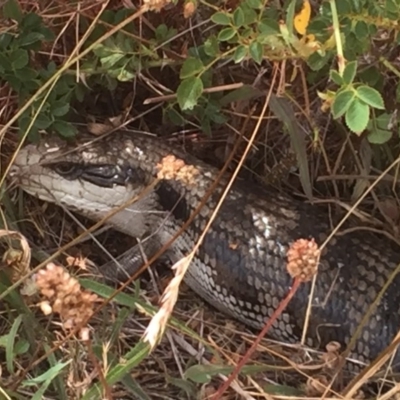 Tiliqua scincoides scincoides (Eastern Blue-tongue) at Bonner, ACT - 14 Jan 2016 by jackfrench