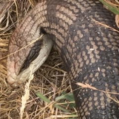 Tiliqua scincoides scincoides at Bonner, ACT - 14 Jan 2016