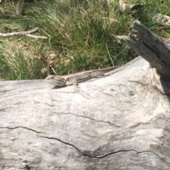 Amphibolurus muricatus (Jacky Lizard) at Gungahlin, ACT - 14 Jan 2016 by jackfrench