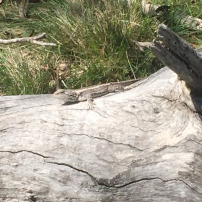 Amphibolurus muricatus (Jacky Lizard) at Goorooyarroo NR (ACT) - 14 Jan 2016 by jackfrench