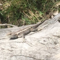 Amphibolurus muricatus at Gungahlin, ACT - 14 Jan 2016