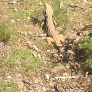 Pogona barbata at Gungahlin, ACT - suppressed