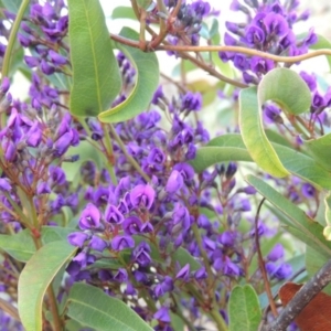 Hardenbergia violacea at Banks, ACT - 15 Sep 2014