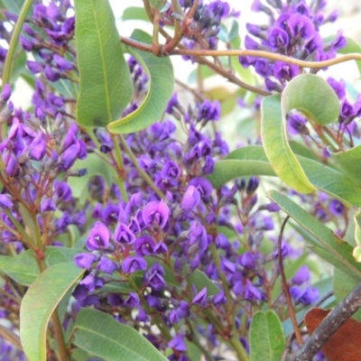 Hardenbergia violacea (False Sarsaparilla) at Banks, ACT - 15 Sep 2014 by michaelb