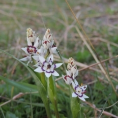 Wurmbea dioica subsp. dioica (Early Nancy) at Banks, ACT - 15 Sep 2014 by michaelb