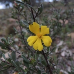 Hibbertia obtusifolia (Grey Guinea-flower) at Rob Roy Range - 15 Sep 2014 by michaelb