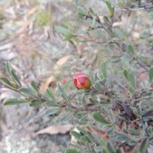 Hibbertia obtusifolia at Banks, ACT - 15 Sep 2014