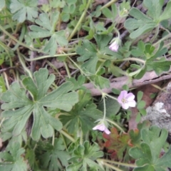 Geranium solanderi var. solanderi (Native Geranium) at Rob Roy Range - 15 Sep 2014 by michaelb