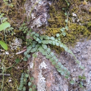 Asplenium flabellifolium at Banks, ACT - 15 Sep 2014